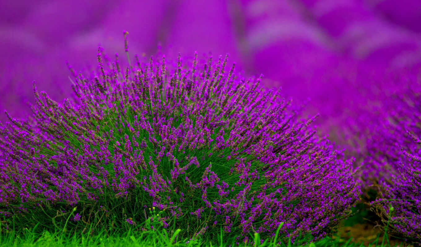 flowers, purple, field, lavender, bush