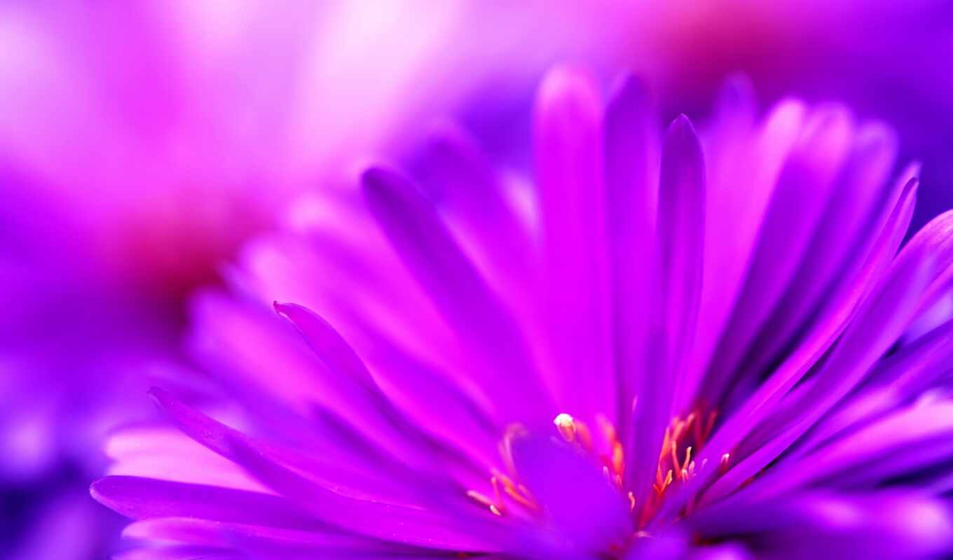 flowers, macro, purple, beautiful, color, cvety