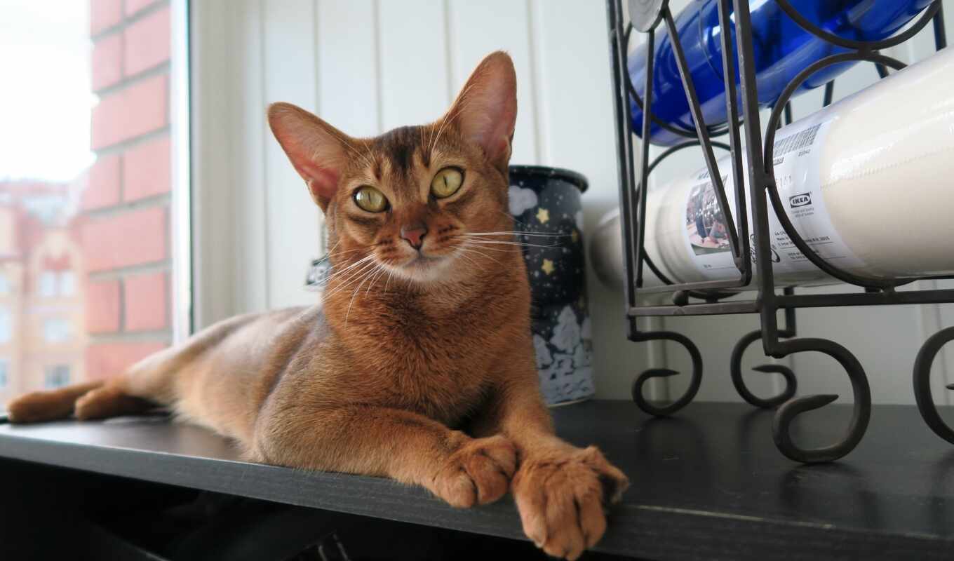 кот, race, prix, vous, abyssinian, abyssin, caract