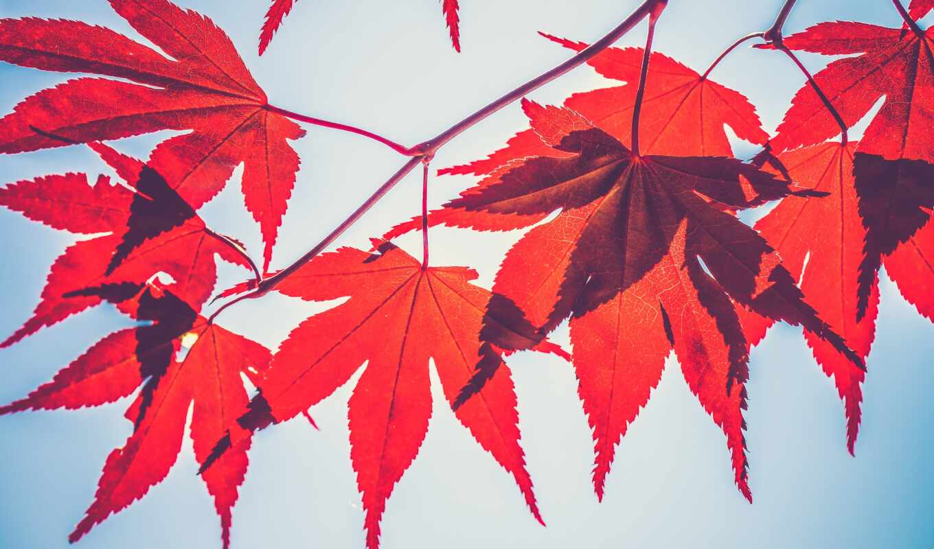 лист, осень, пасть, color, смарт, солнечный, знамя, vebinara, хардкор
