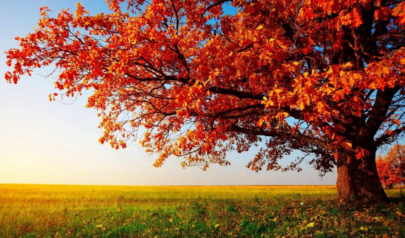 природа, дерево, осень