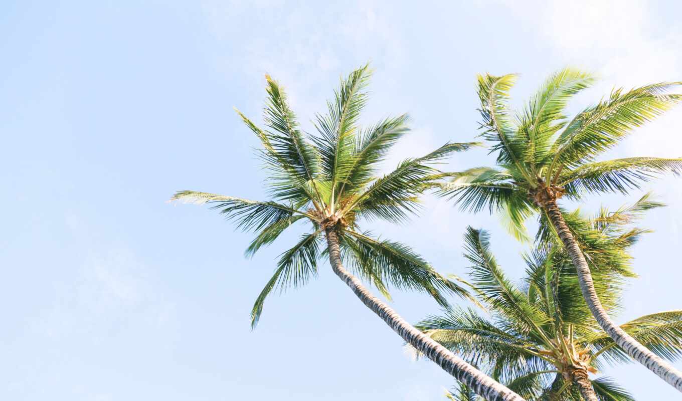 sky, photo, blue, background, tree, beach, in, palm, tropical, royalty, coconut
