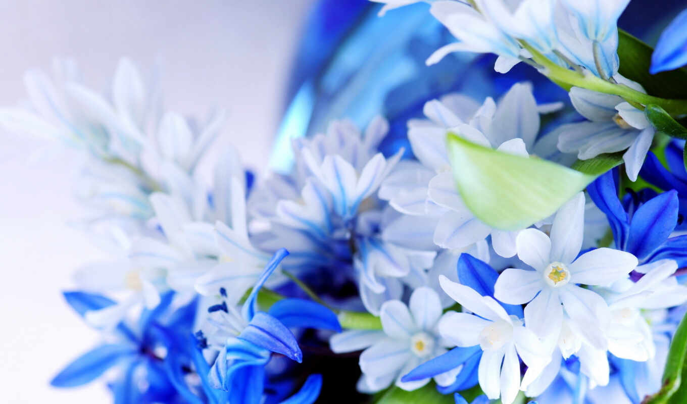 flowers, blue, white, petal, plant, bouquet