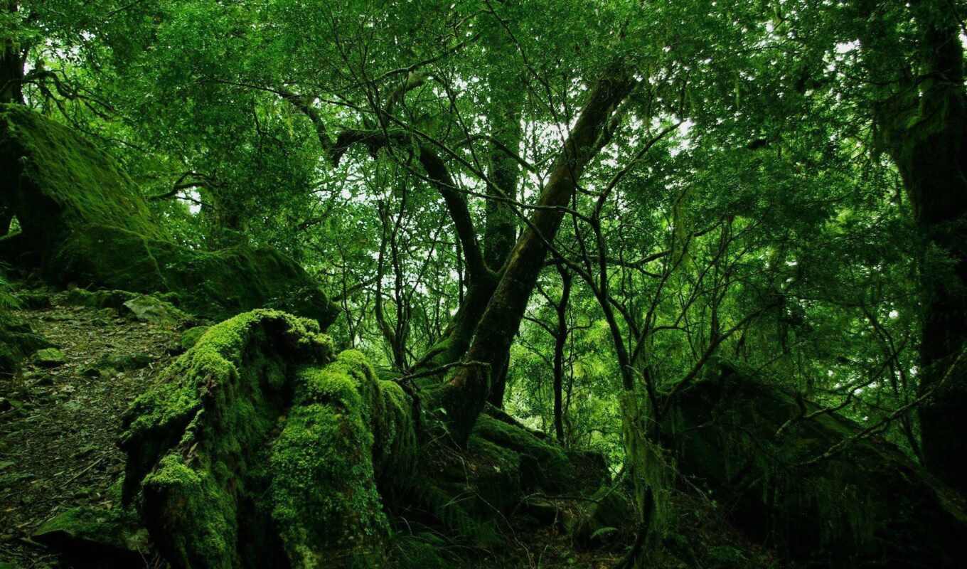 jungle, зелёный, лес, мох, лианы