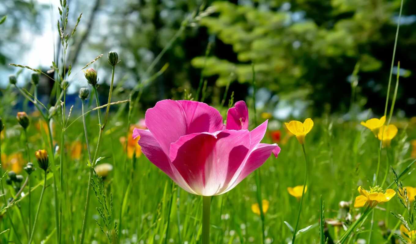 природа, цветы, телефоны, красивые, розовый, весна, цветение, тюльпан, весенние, cvety