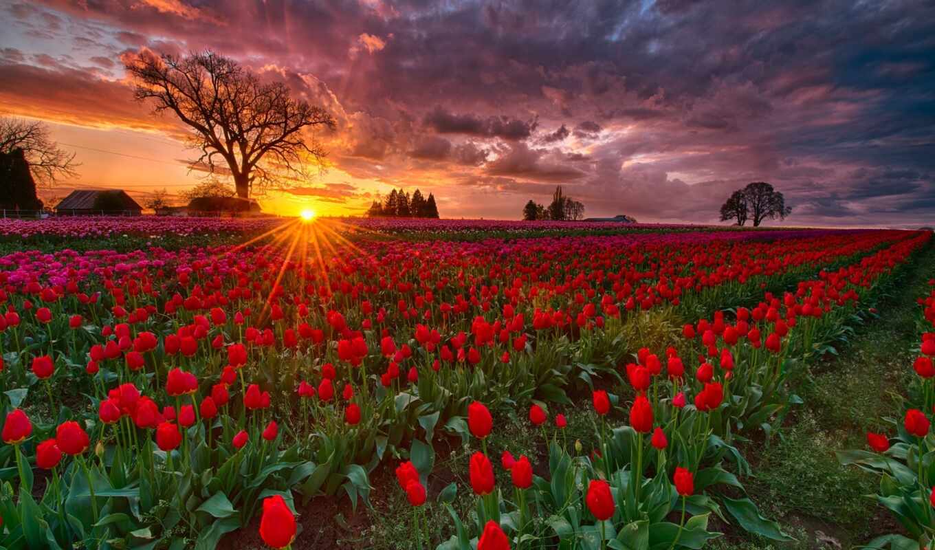 sunset, field, field, pinterest, sunrise, wooden, tulips, tulip, oregon, shoe, skagit