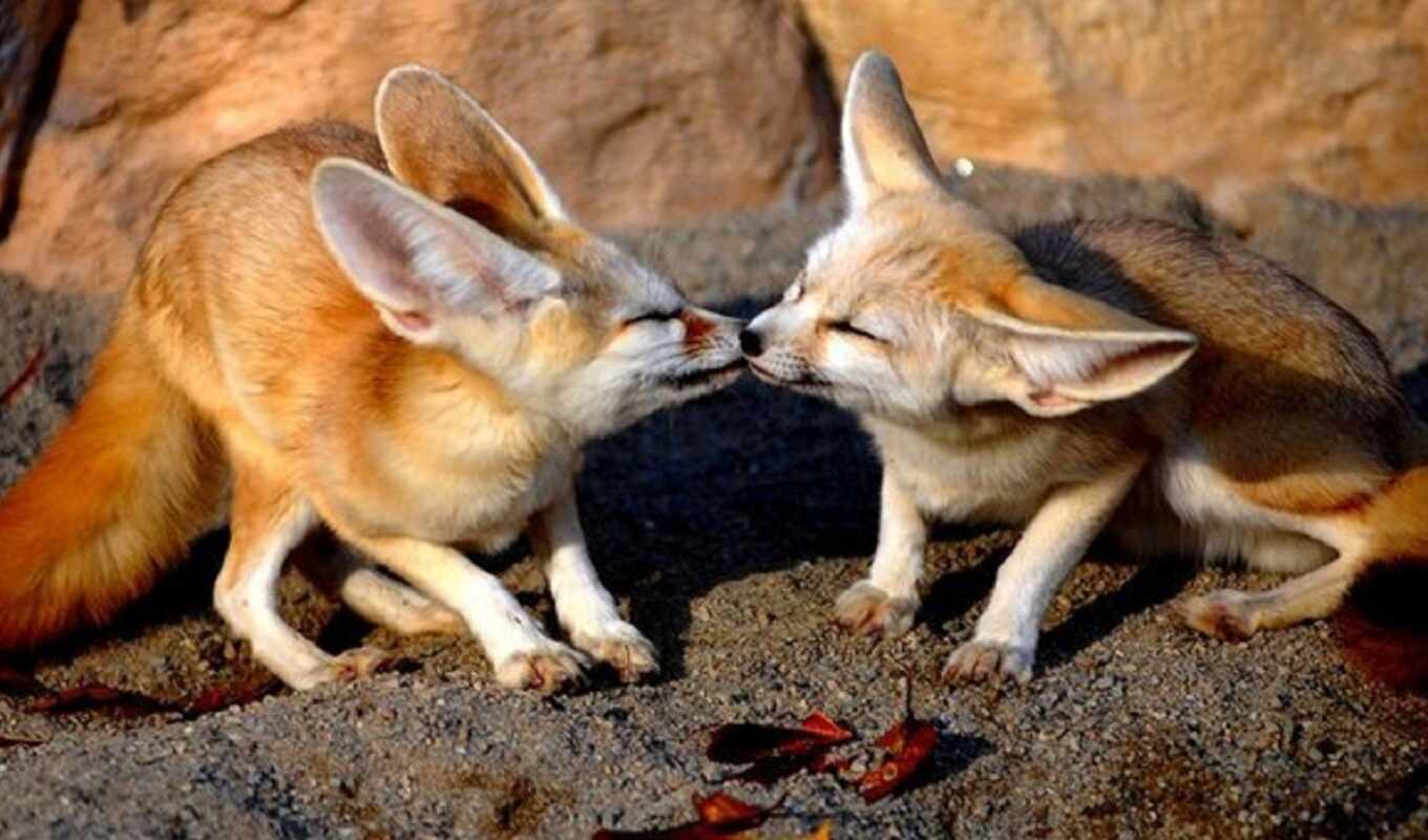 love, but, fox, the world, animals, wolf, us, love, fennec