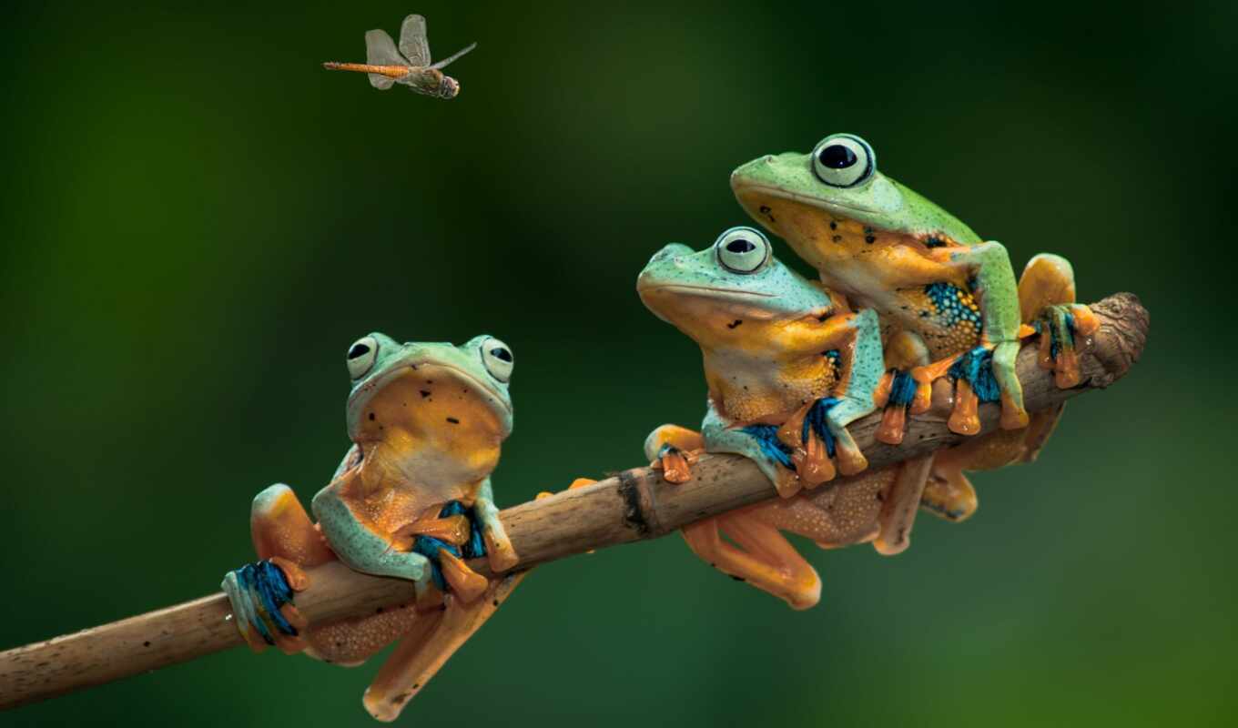 picture, diamond, planet, frog, animal, another, Africa, embroidery, toad, amphibia