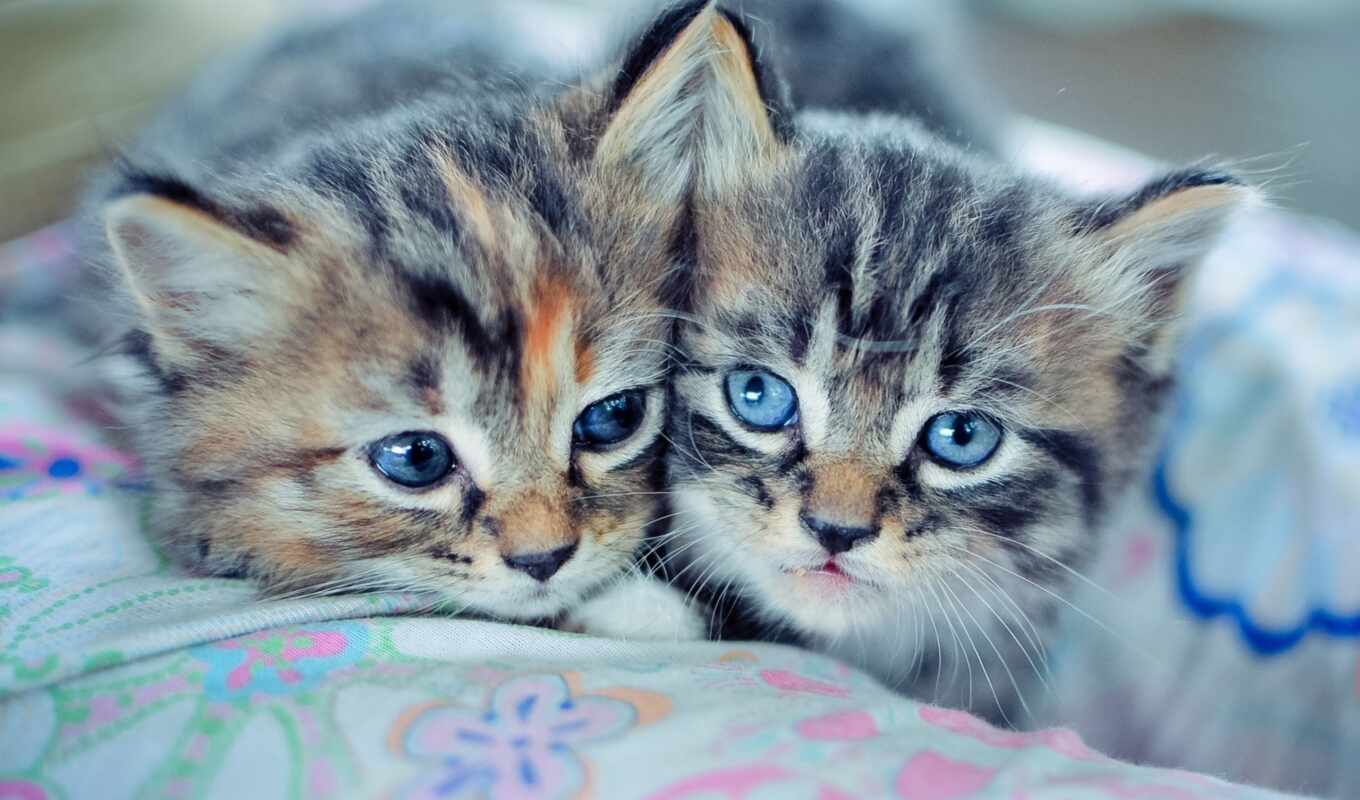 blue, глаз, серый, кот, котенок, красивый, два, drawing