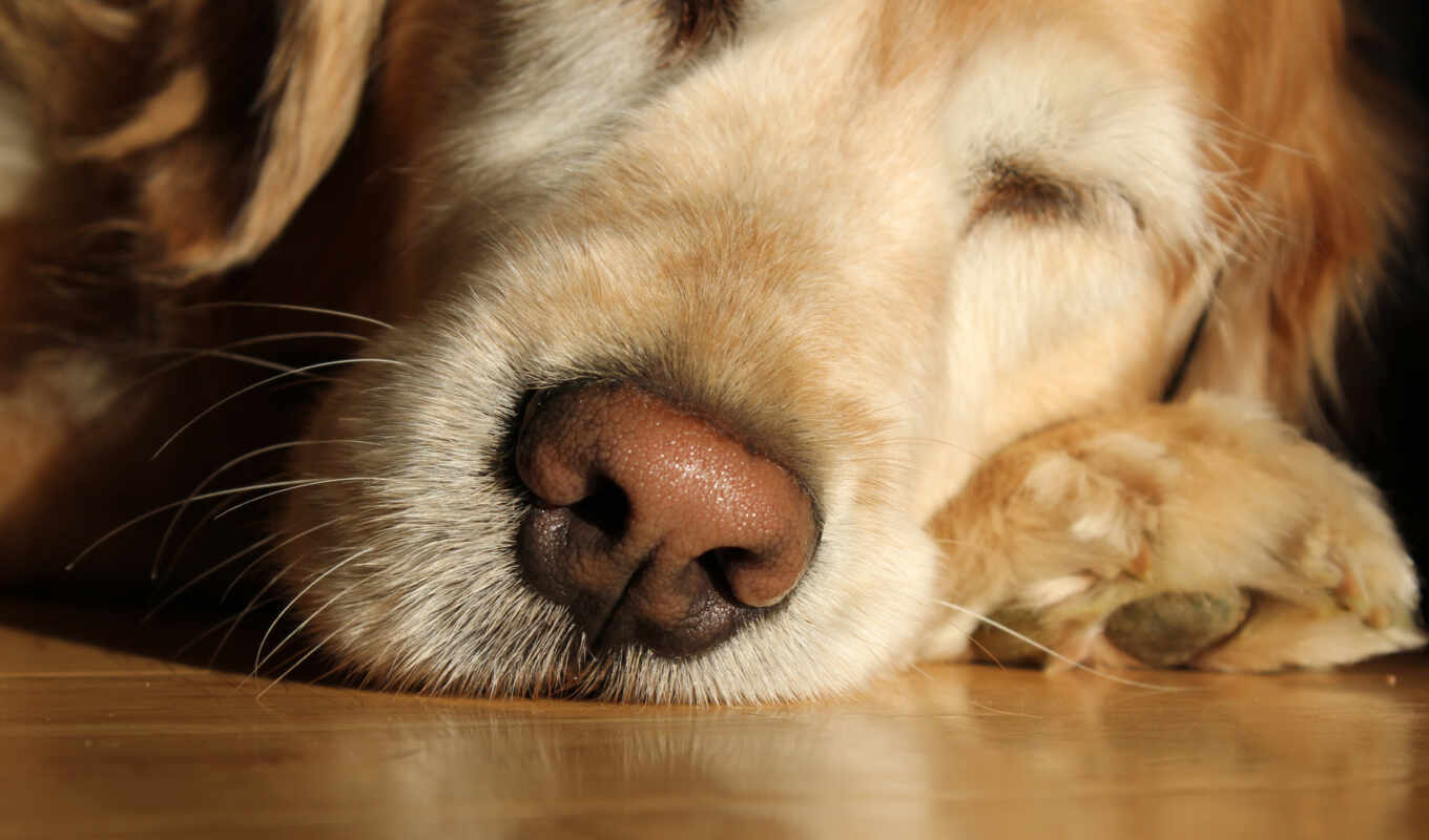 background, eyes, dog, Labrador, animal, nose, retriever