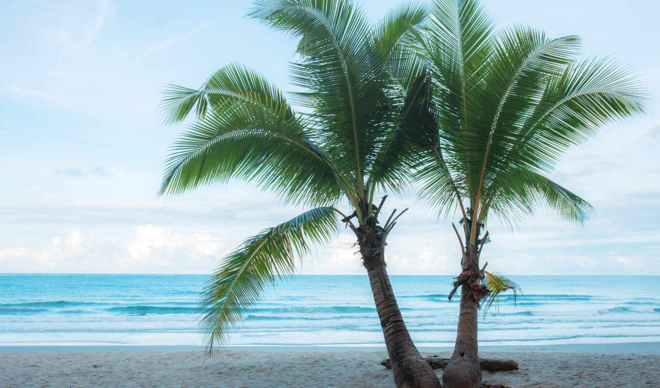 photo, summer, tree, beach, sea, sand, twin, palm, paradise, coconut