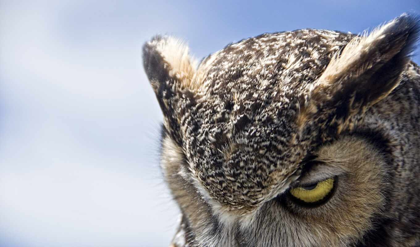 view, owl