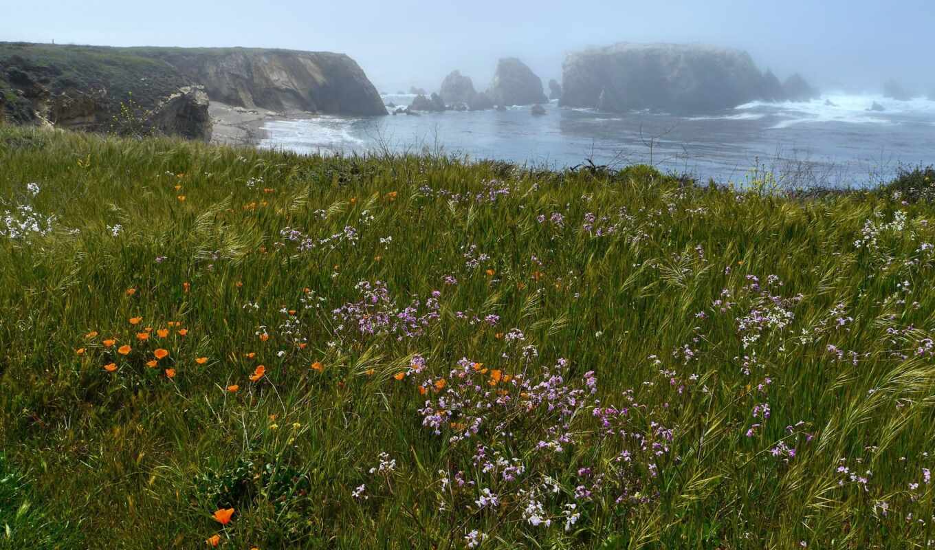 природа, цветы, трава, море, берег, class, туман, div, скалы