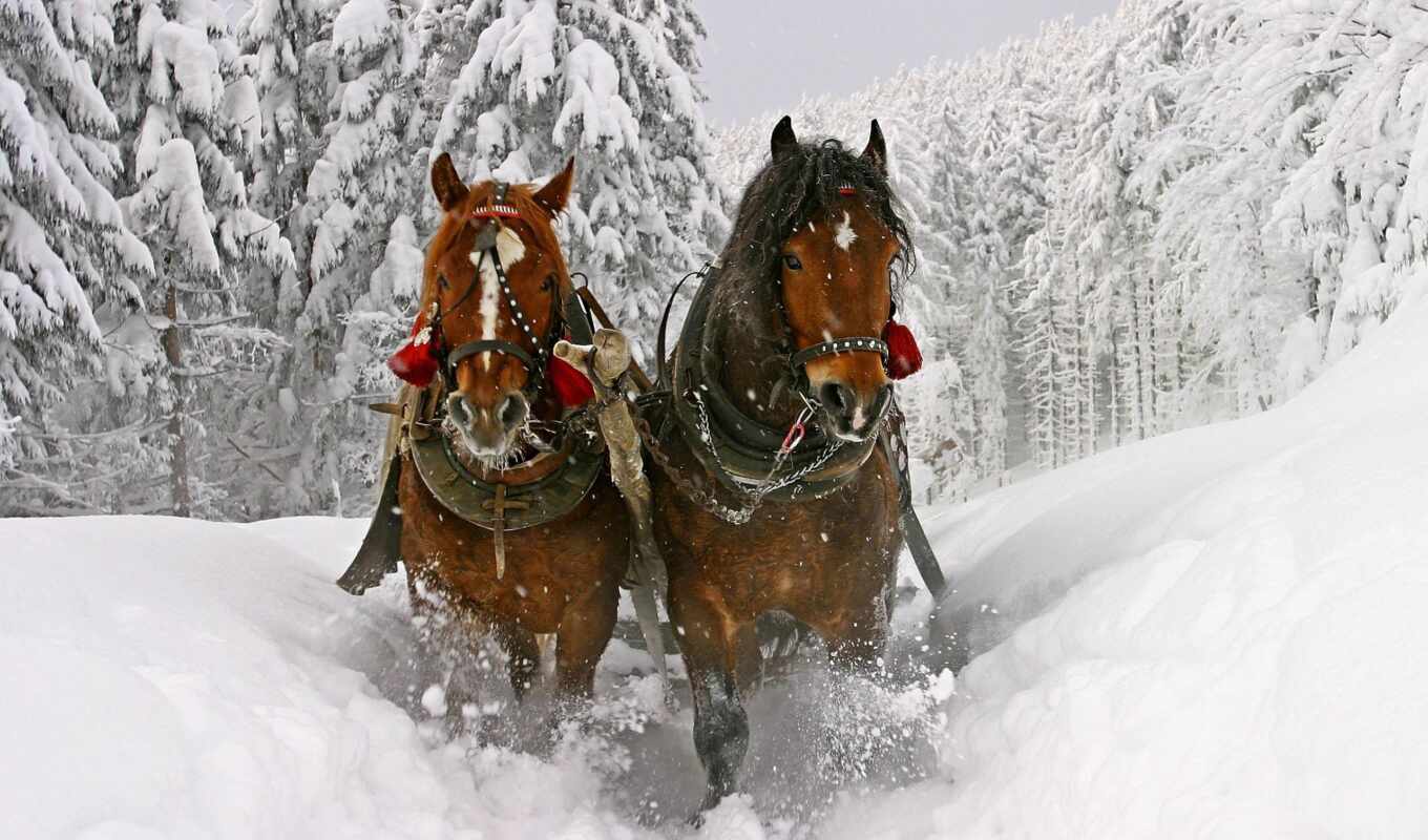 photo, horse, new, walk, take a ride, sonya, rook, new year, sanya, charleston, carpathians