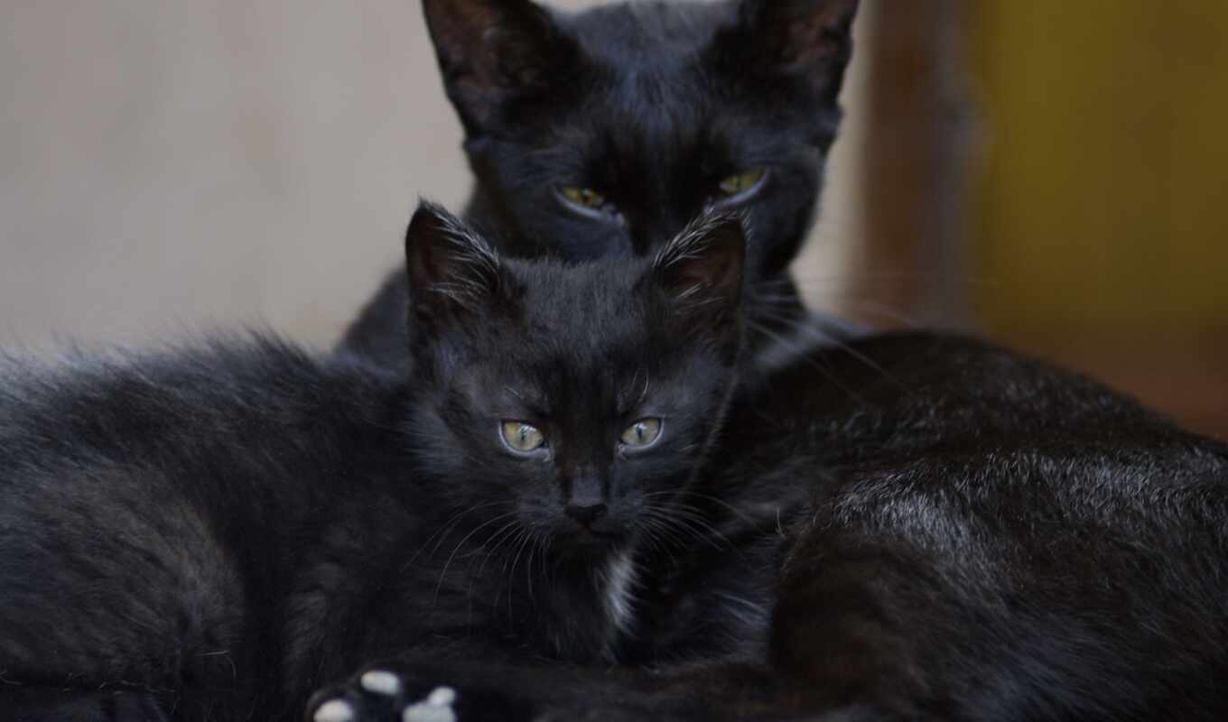 кот, черная, семья, котенок, коты