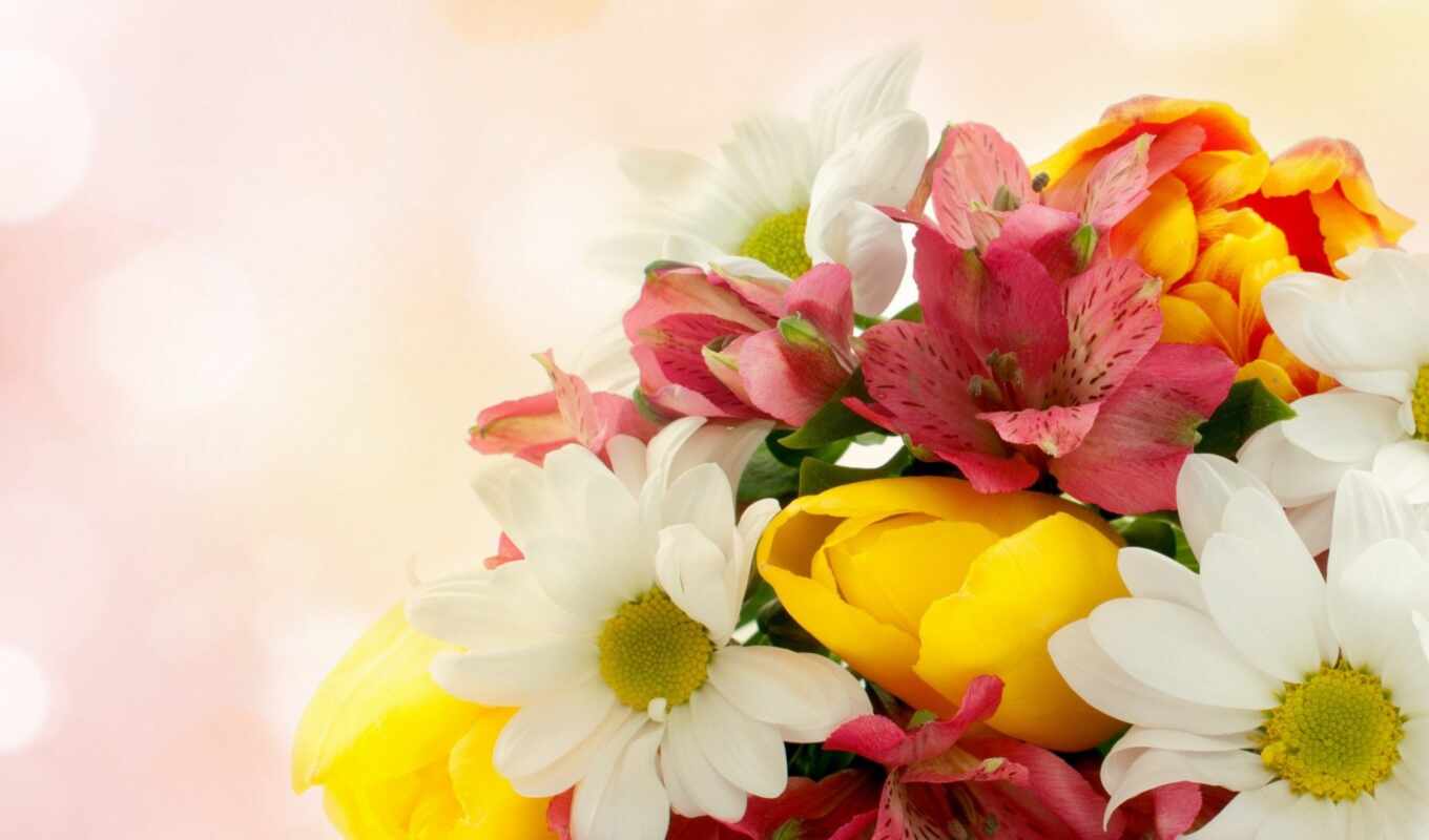 flowers, pink, yellow