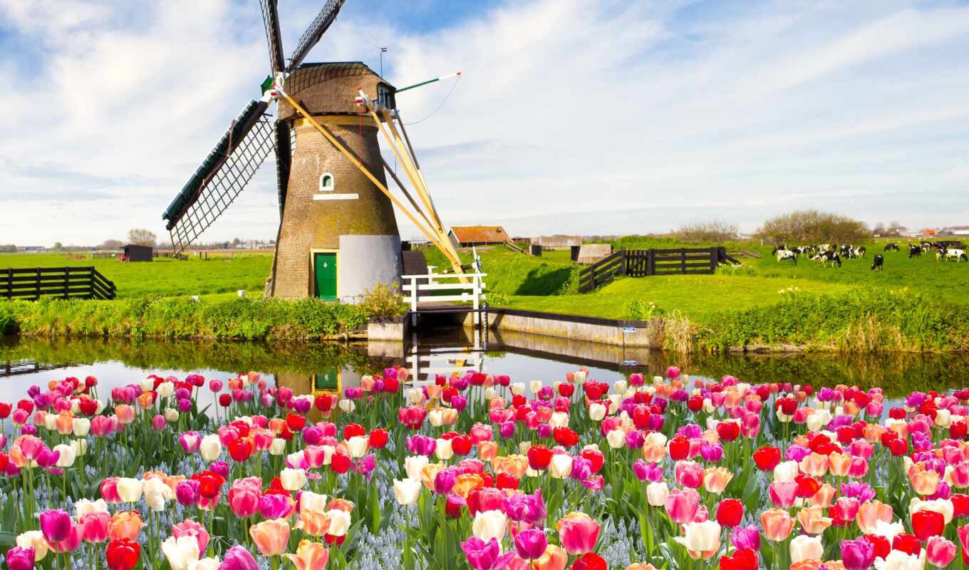 nature, sky, field, landscape, spring, nature, tulips, mill, cvety, tulips, cloud