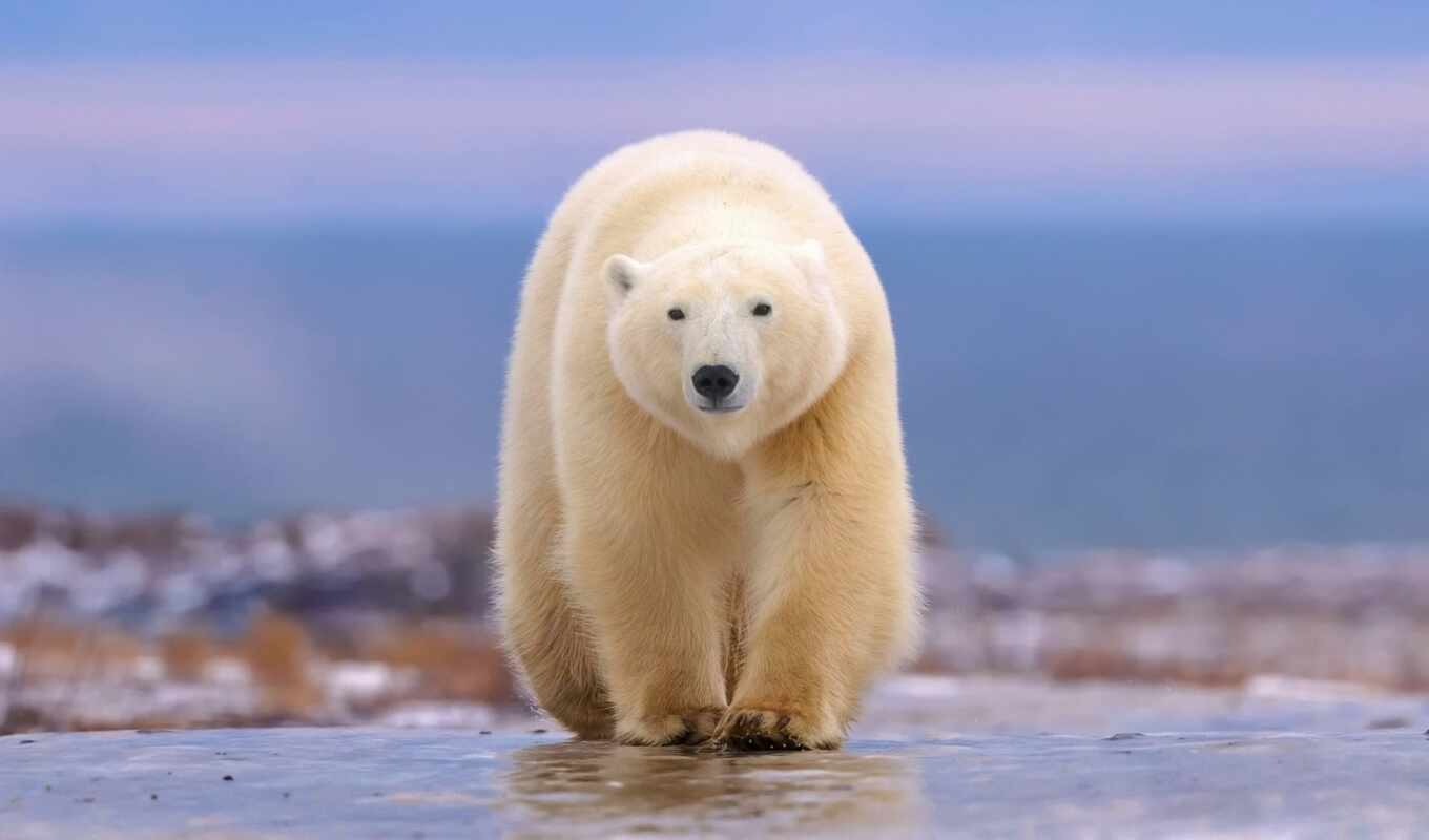 white, фотограф, лед, медведь, боке, polar, ждать, rietta