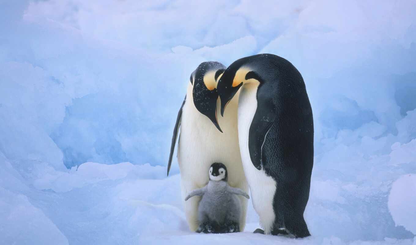 cute, птица, animal, baby, пингвин, семья, член