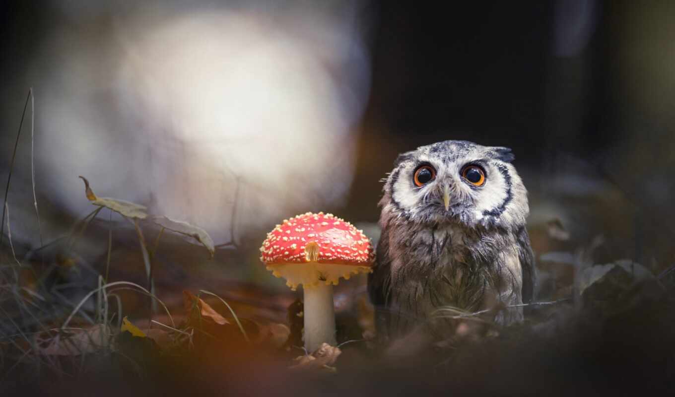 owl, mushroom, fly agaric, nicefon, because