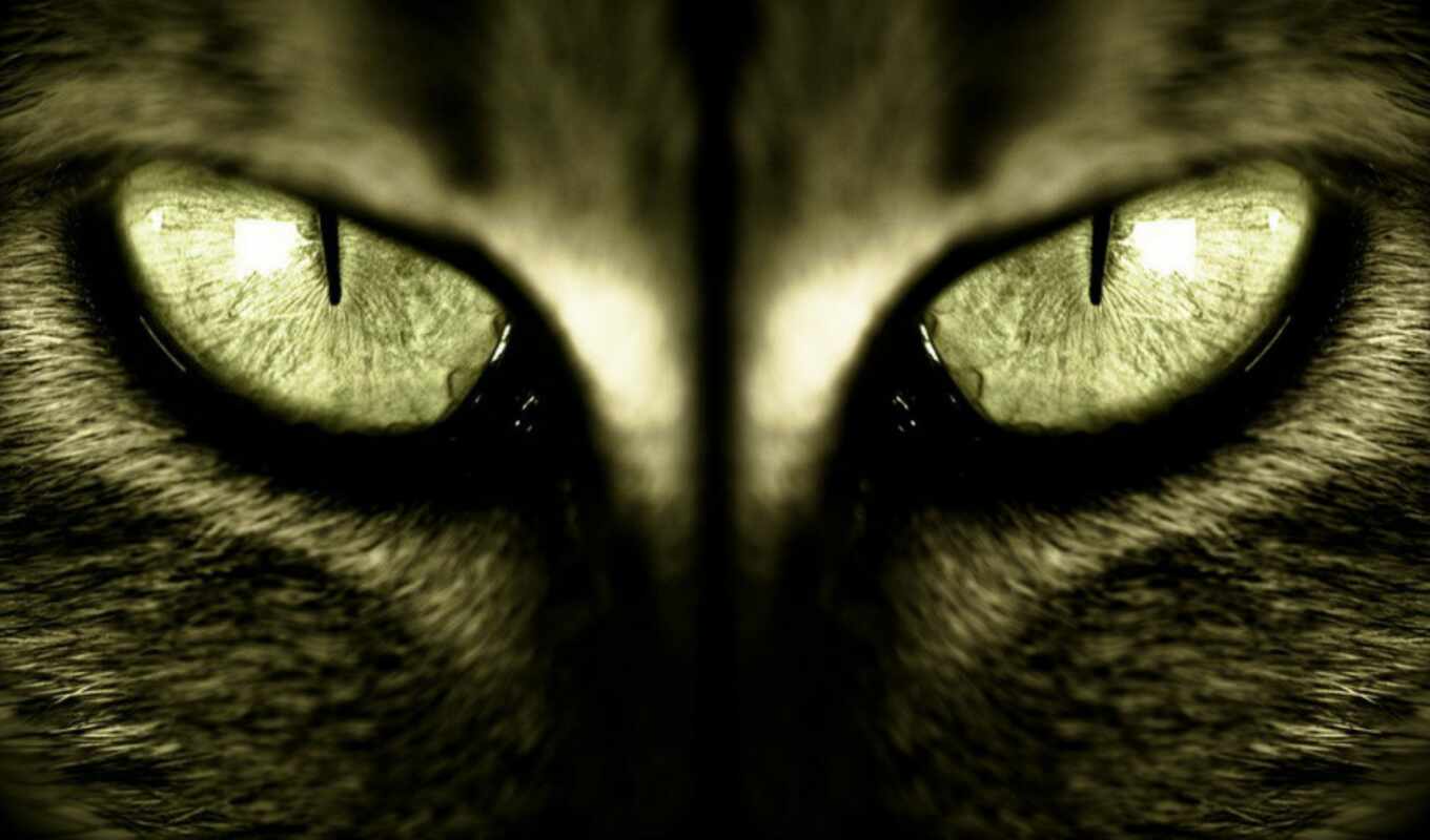 eye, cat, animal