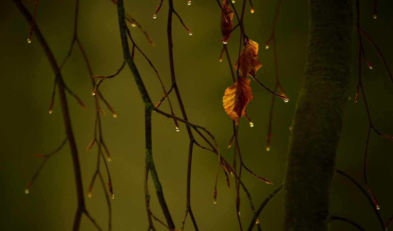 осень, макро, грустная, листва, branch, капли, природа, нояб, 