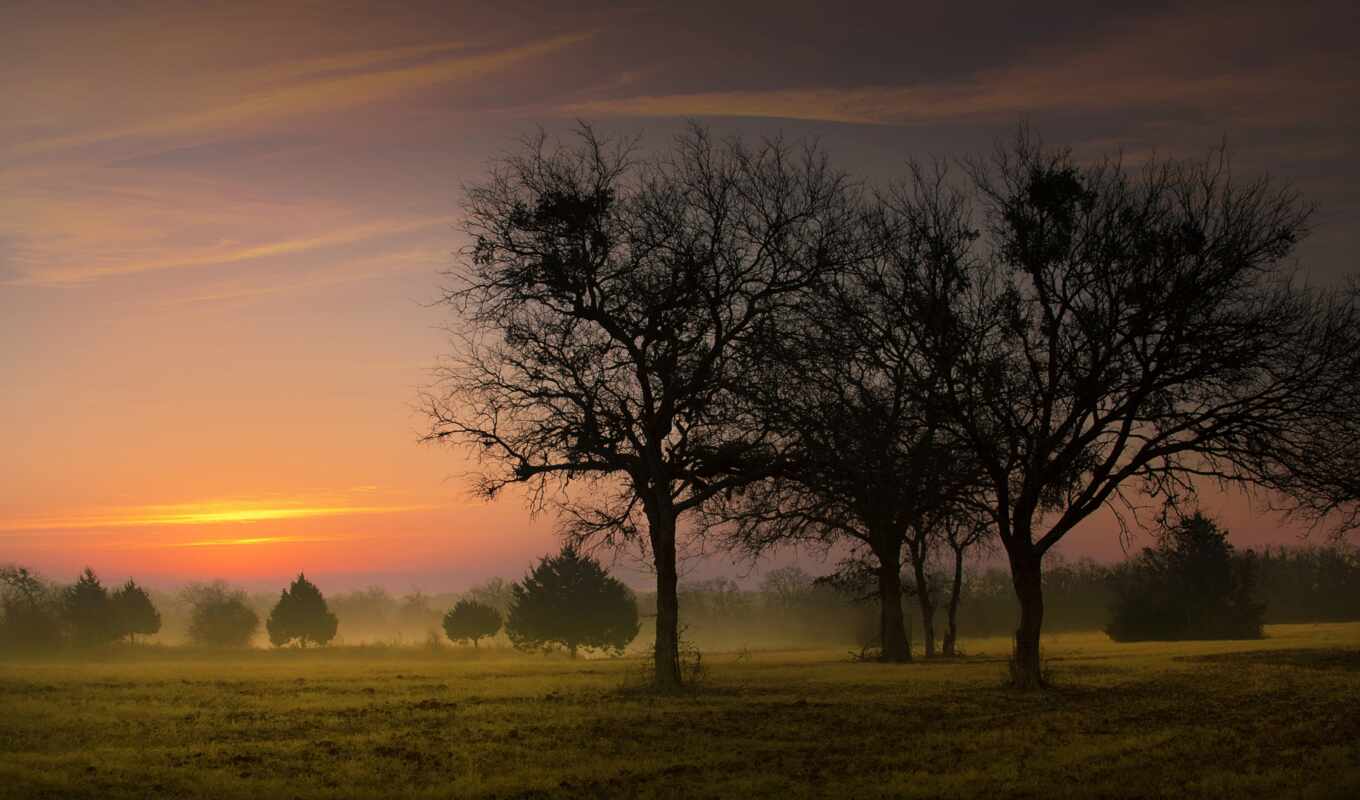 nature, mobile, tree, sunset, forest, field, morning, fog, early, landscape