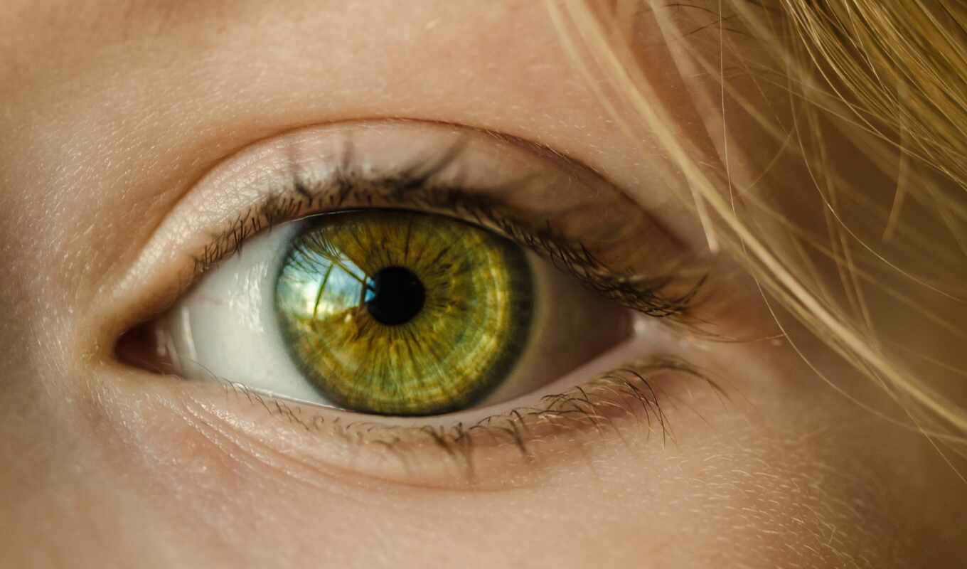 глаз, human, работать, retina