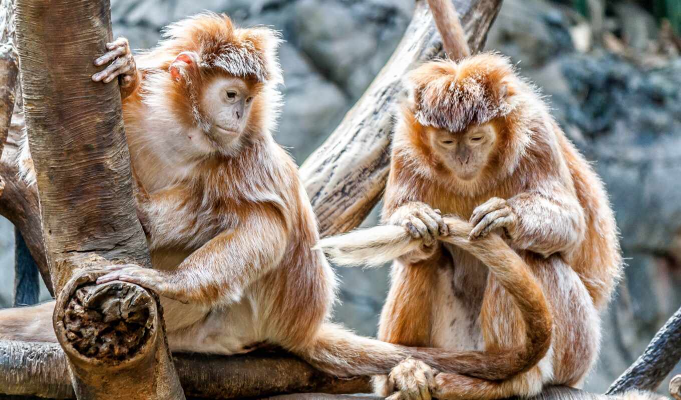 пара, cute, но, обезьяна, animal, уход, анализ, орангутан, kishore
