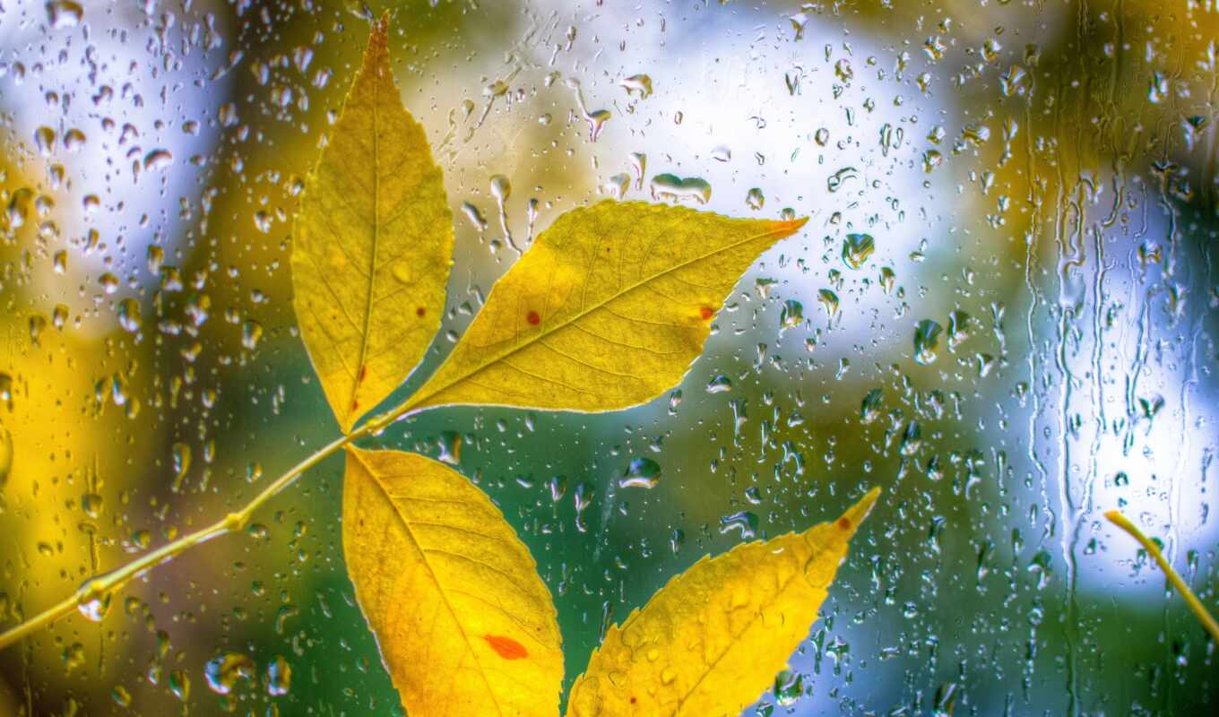 glass, погода, leaf, крымский