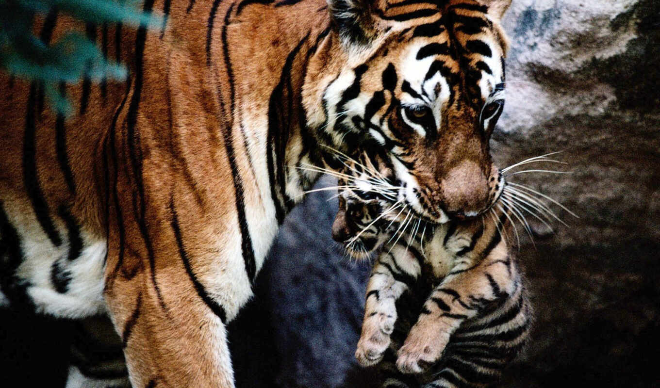 tiger, animal, the cub