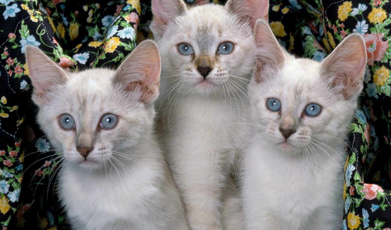 кот, три, котенок, animal, gato, cutie, bonito