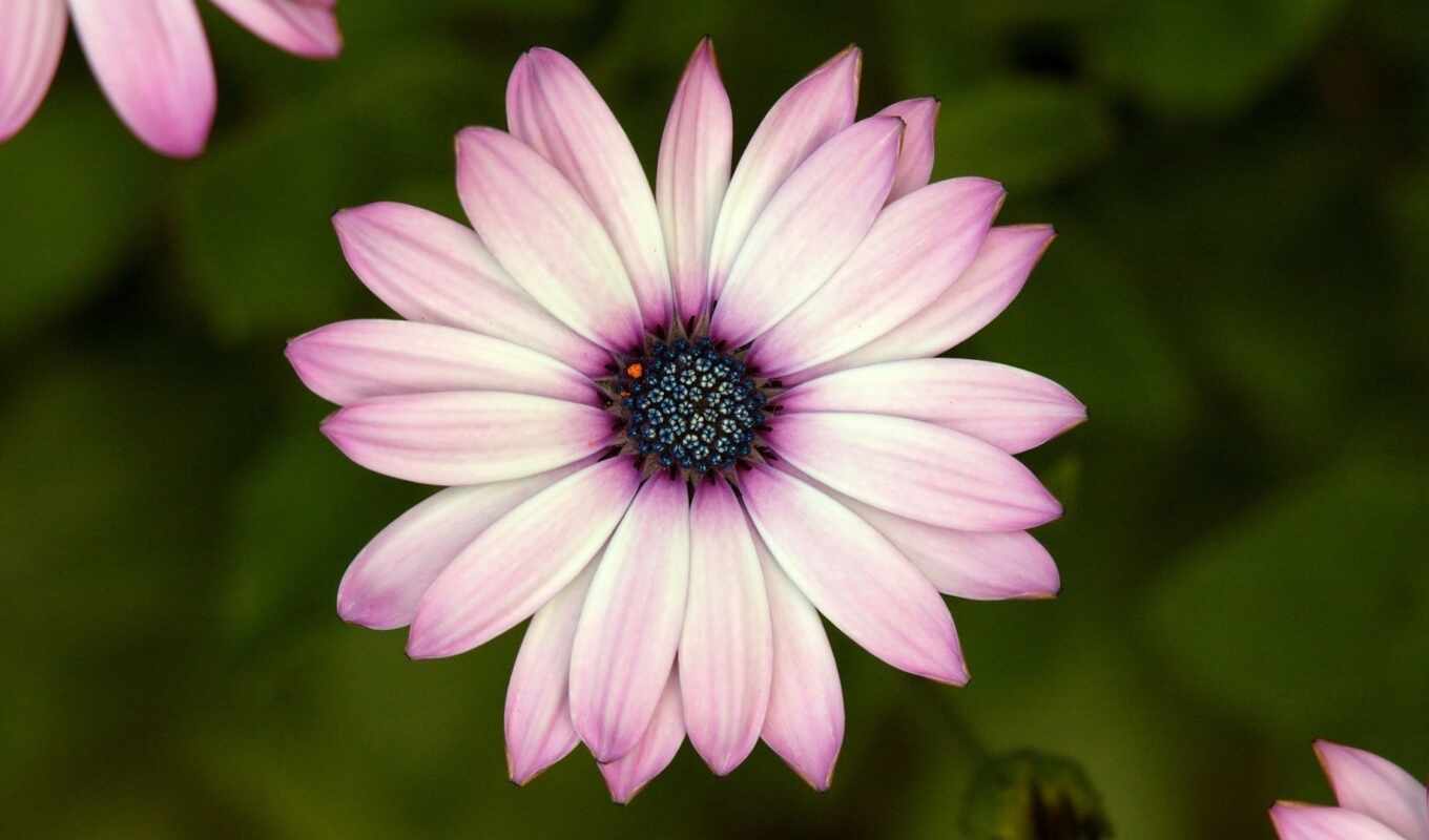 nature, flowers, purple, petal, plant, daisy