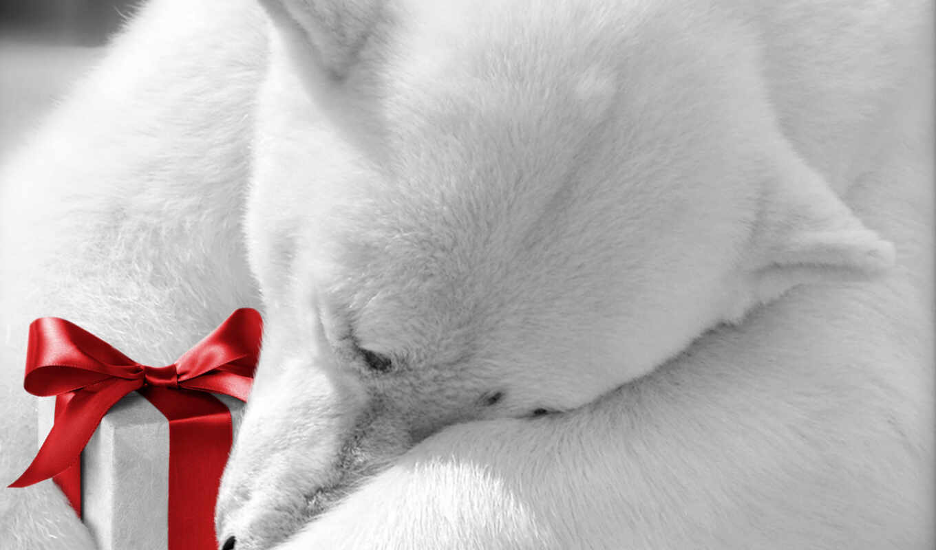 wallpaper, photo, white, bear, honey, gift, gift