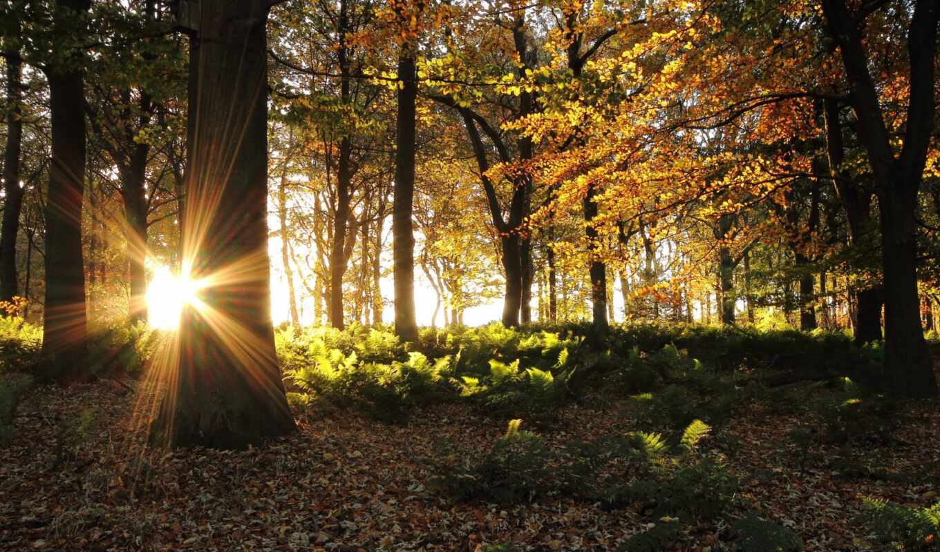 trees, picture, picture, forest, landscapes, autumn, images, the sun, rays, gb, village, england, wood, abbey, lancashire