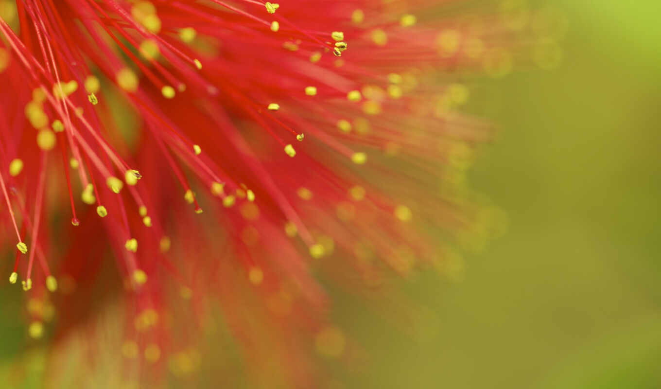 desktop, red, background, flowers, screen, free, mimosa