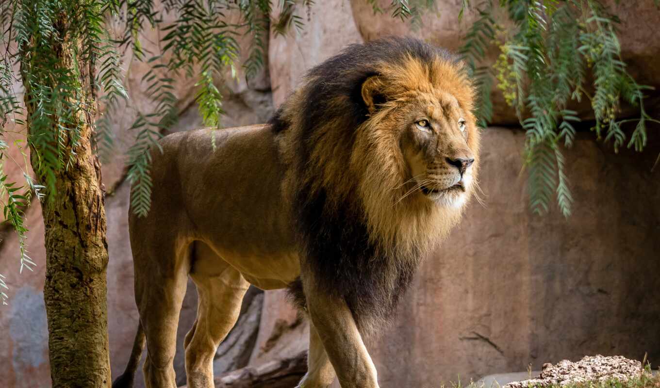 lion, смотреть, left, zoo