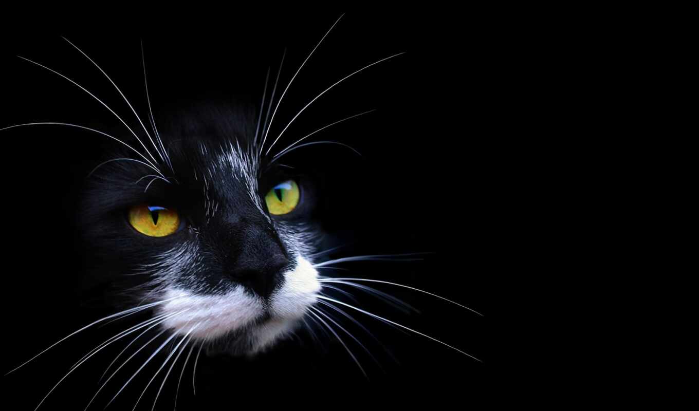 black, white, eyes, cat, dark, shadow, color