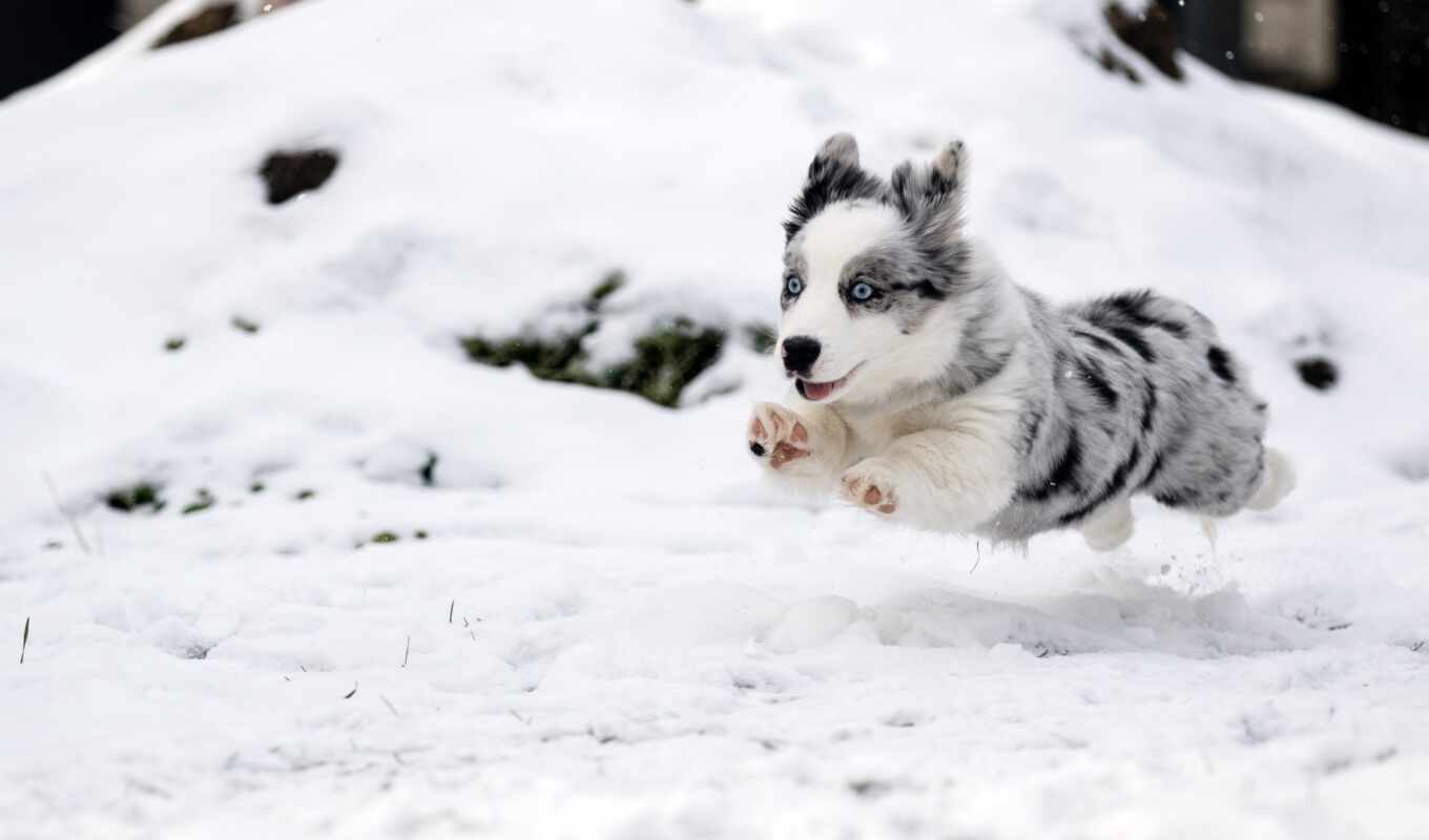 снег, winter, собака, овчарка, animal, baby, run