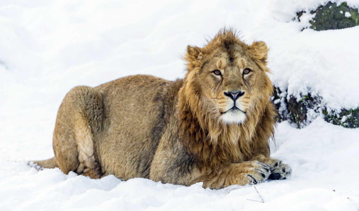 lion, снег, animals, lions, детёныш, kuva