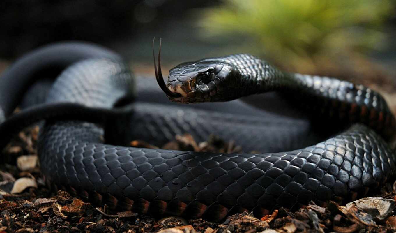 snake, south, length, азия, другие, мире, самая, ядовитая, распространённа, опасные