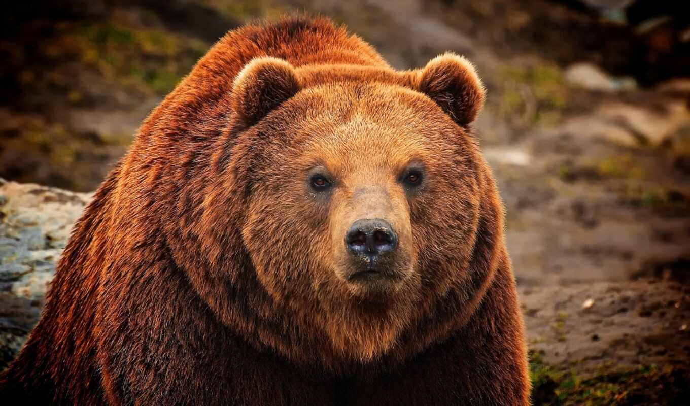 nature, brown, rest, brown, bear, grizzly