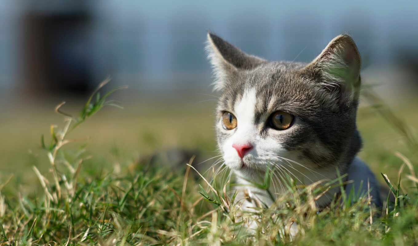 взгляд, трава, кот, top, котенок, морда, pet, subscribe