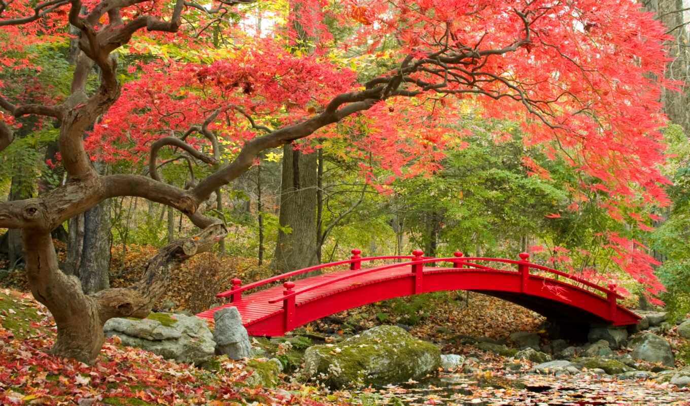 лист, red, лес, мост, landscape, осень, листва, красивый, пожаловаться, горшок
