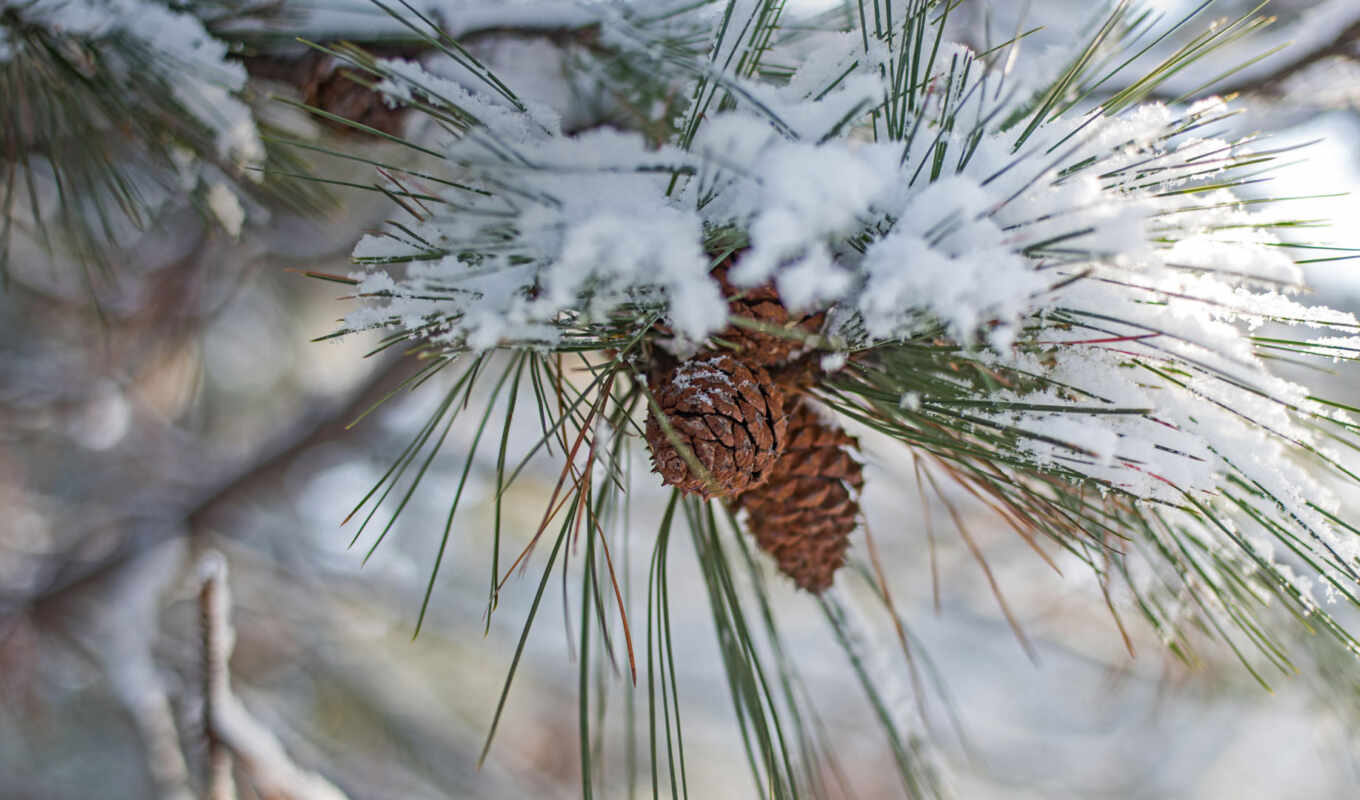 weather, snow, branch, pine, forecast, bishkek