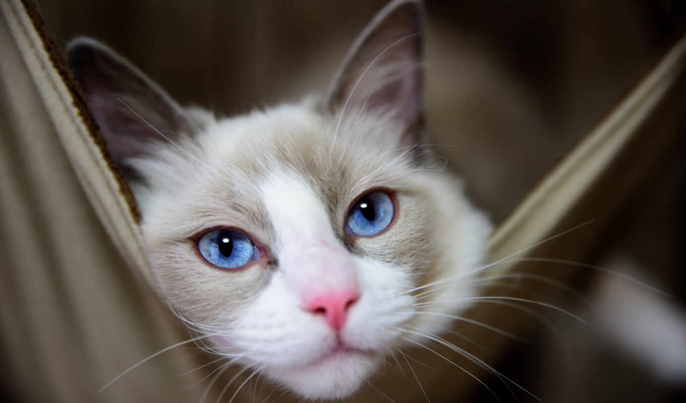 blue, eye, cat, cats, seal, muzzle, cat