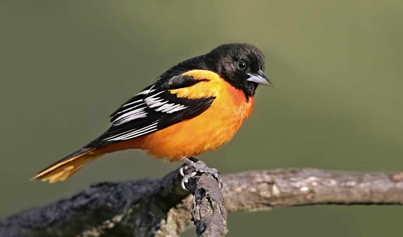 black, грудь, птица, оранжевый, yellow, воробей, baltimore, oriole, poknok
