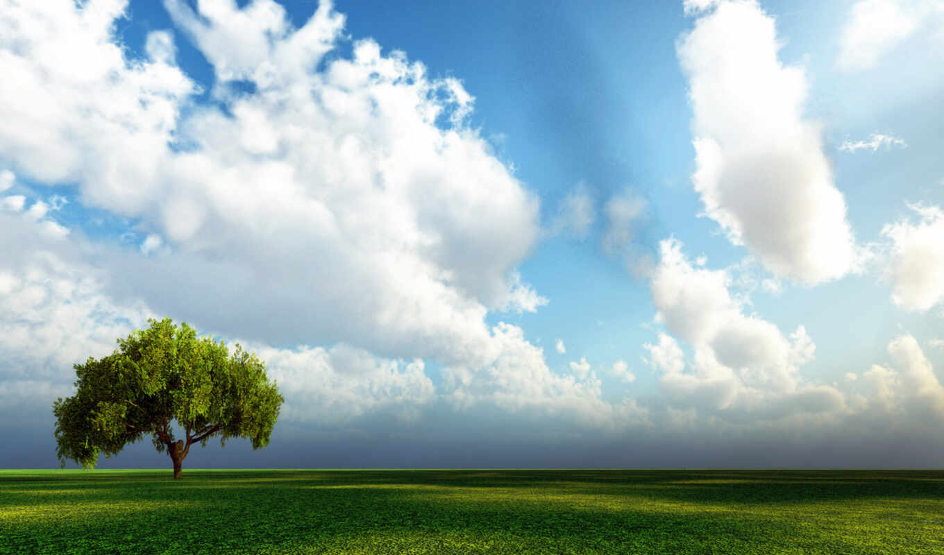 sky, picture, picture, tree, field