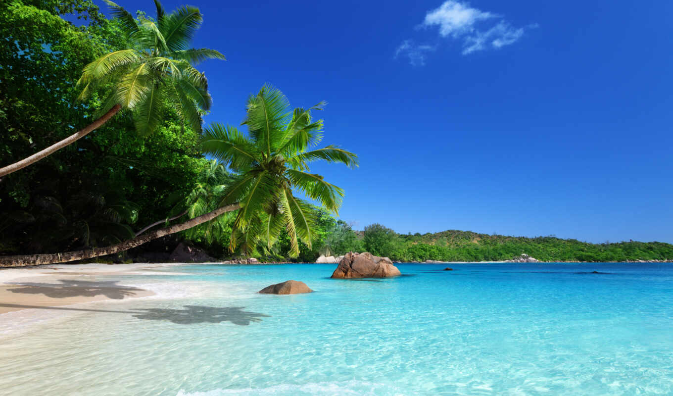 sky, beach, sea, sand, palm trees, coast, paradise, tropicals