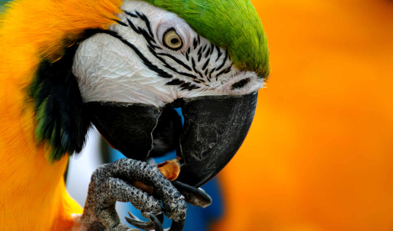 a parrot, zhivotnye, pupils